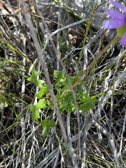 Senecio hastifolius