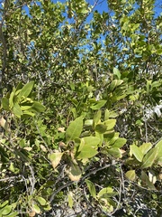 Combretaceae