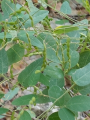 Desmodium psilophyllum