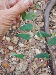 Desmodium psilophyllum