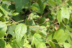 Azanza lampas