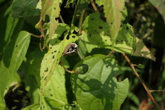 Azanza lampas