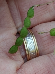 Desmodium psilophyllum