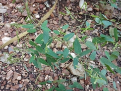 Desmodium psilophyllum