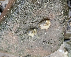 Theodoxus danubialis