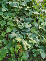 Cicerbita macrophylla