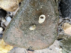 Theodoxus danubialis