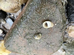 Theodoxus danubialis