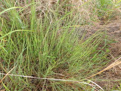 Schizachyrium tenerum