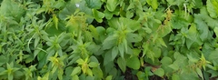Urtica galeopsifolia