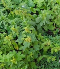 Urtica galeopsifolia