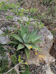 Agave seemanniana