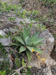 Agave seemanniana