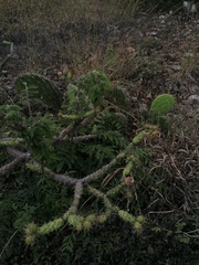 Opuntia pubescens