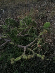 Opuntia pubescens