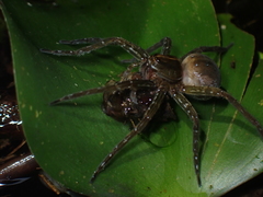 Dolomedes mizhoanus