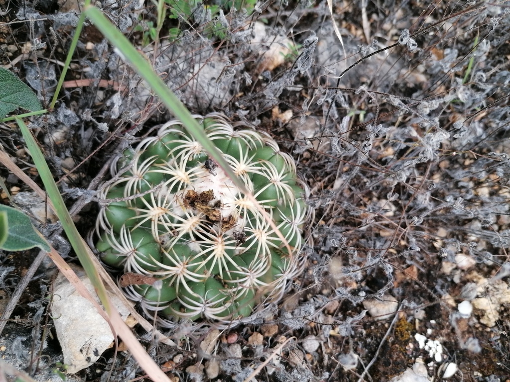 Coryphantha retusa, Oaxaca, MX