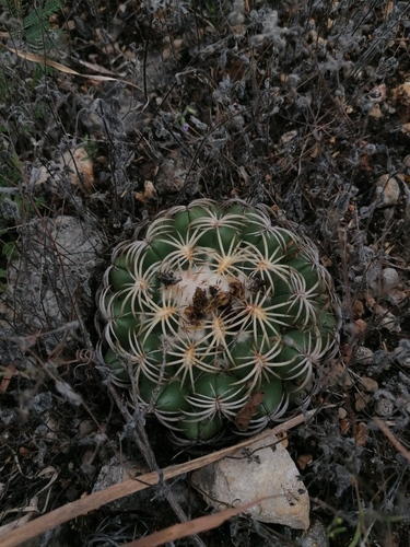 Coryphantha retusa
