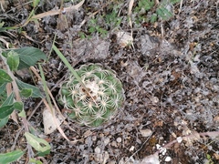 Coryphantha retusa