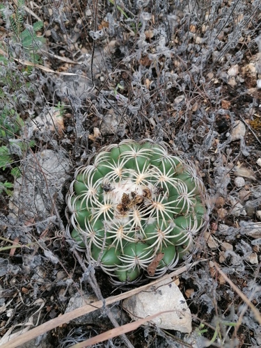 Coryphantha retusa