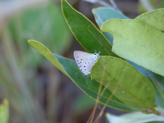 Pseudolycaena marsyas