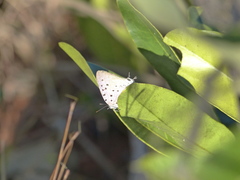 Pseudolycaena marsyas