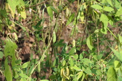 Clitoria annua