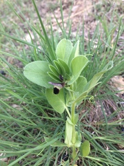 Vicia johannis