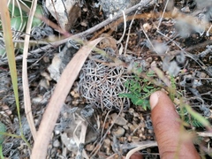Coryphantha retusa