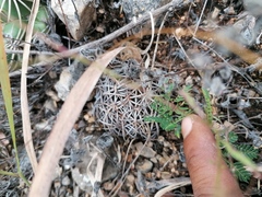 Coryphantha retusa