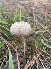 Boletellus ananas