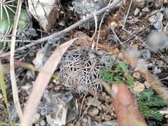Coryphantha retusa