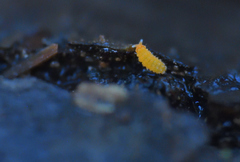 Bilobella aurantiaca