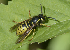 Vespula infernalis