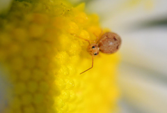 Sminthurus hispanicus