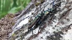 Aromia moschata moschata