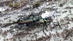 Aromia moschata moschata
