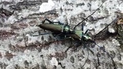 Aromia moschata moschata