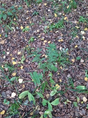 Ranunculus cassubicus