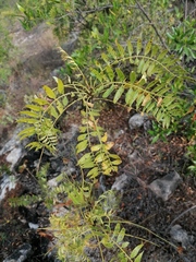 Pseudosmodingium