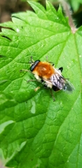 Criorhina floccosa