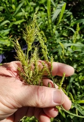 Echinochloa crus-pavonis