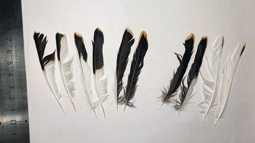 Plume de Bruant des neiges