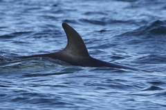 Balaenoptera acutorostrata scammoni