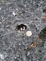 Sylvilagus cunicularius