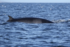 Balaenoptera acutorostrata scammoni