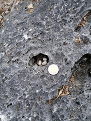 Sylvilagus cunicularius