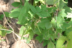 Teramnus labialis
