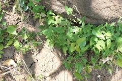 Teramnus labialis
