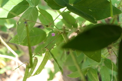 Teramnus labialis